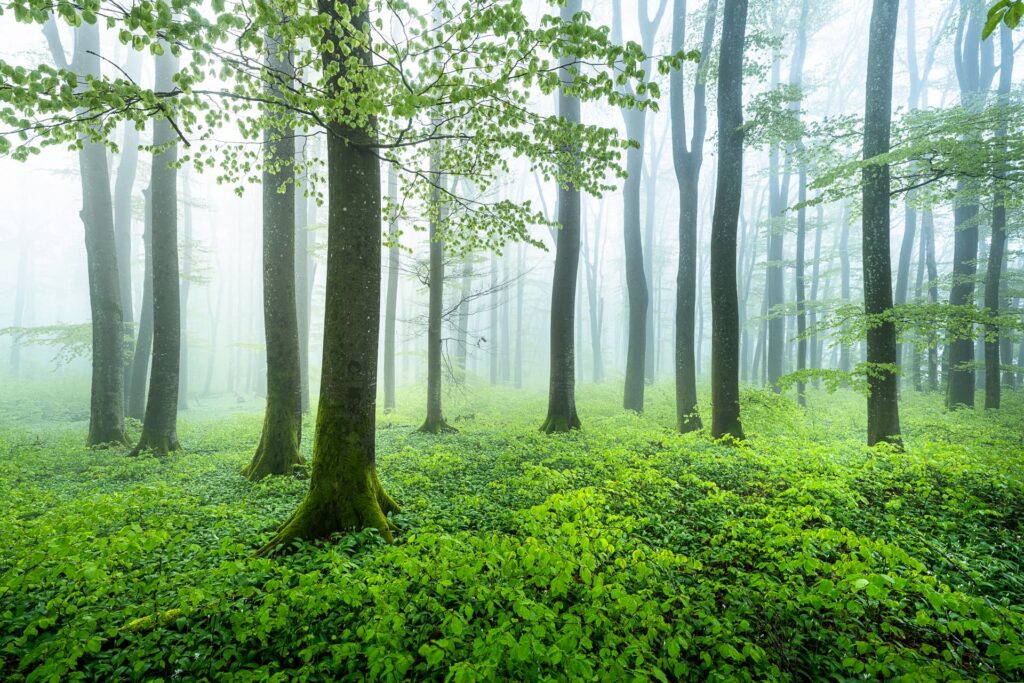 Une photo d'une forêt.